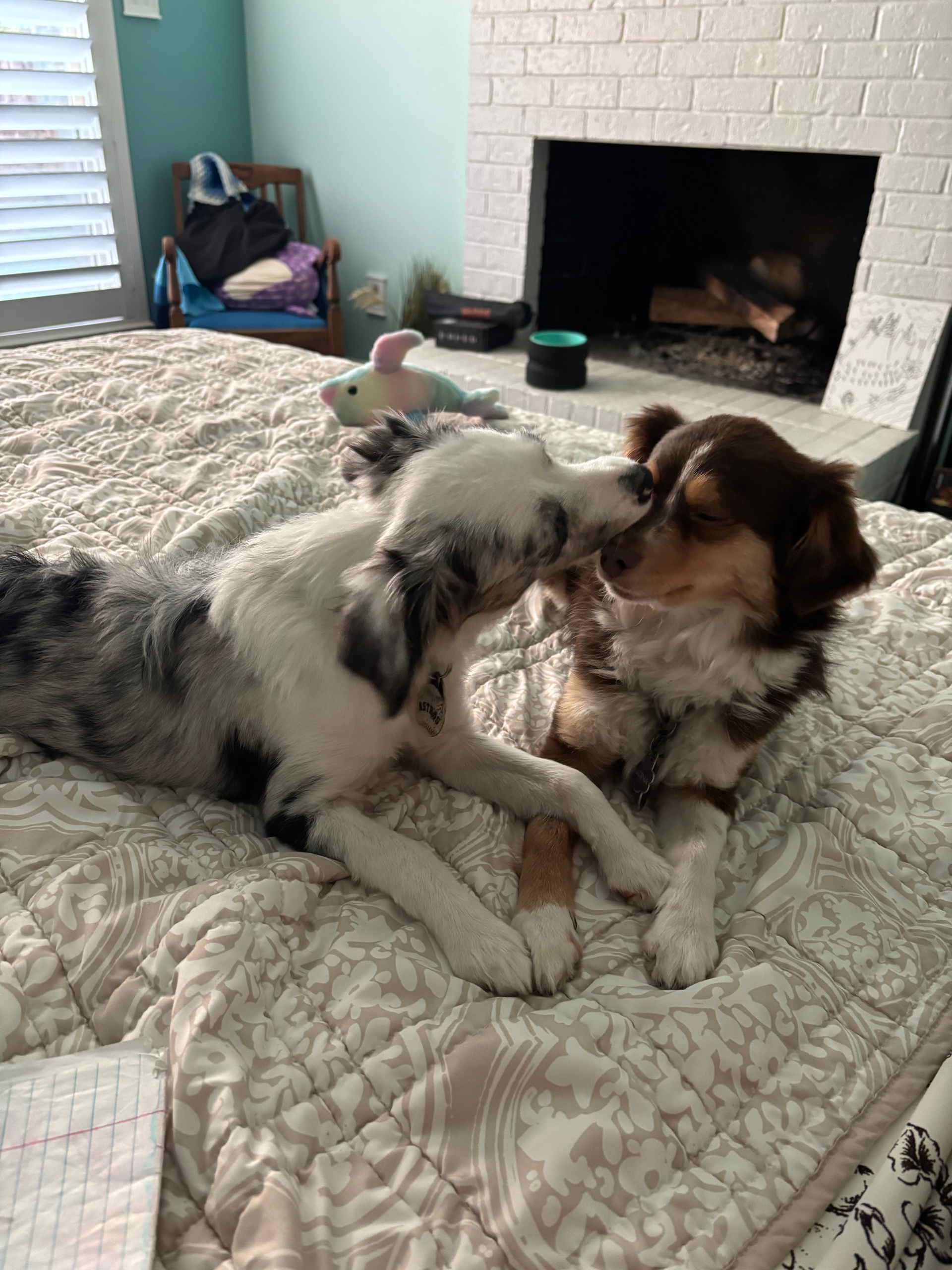 Two Australian Shepherd dogs rest on a bed; one is a blue merle nuzzling the other, who is brown and white.