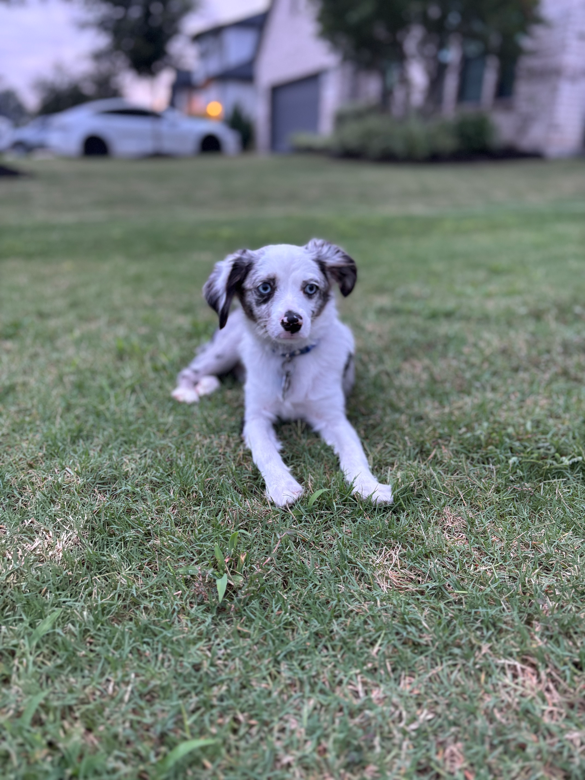 Puppy with blue eyes and speckled fur lying on grass in front of a house.