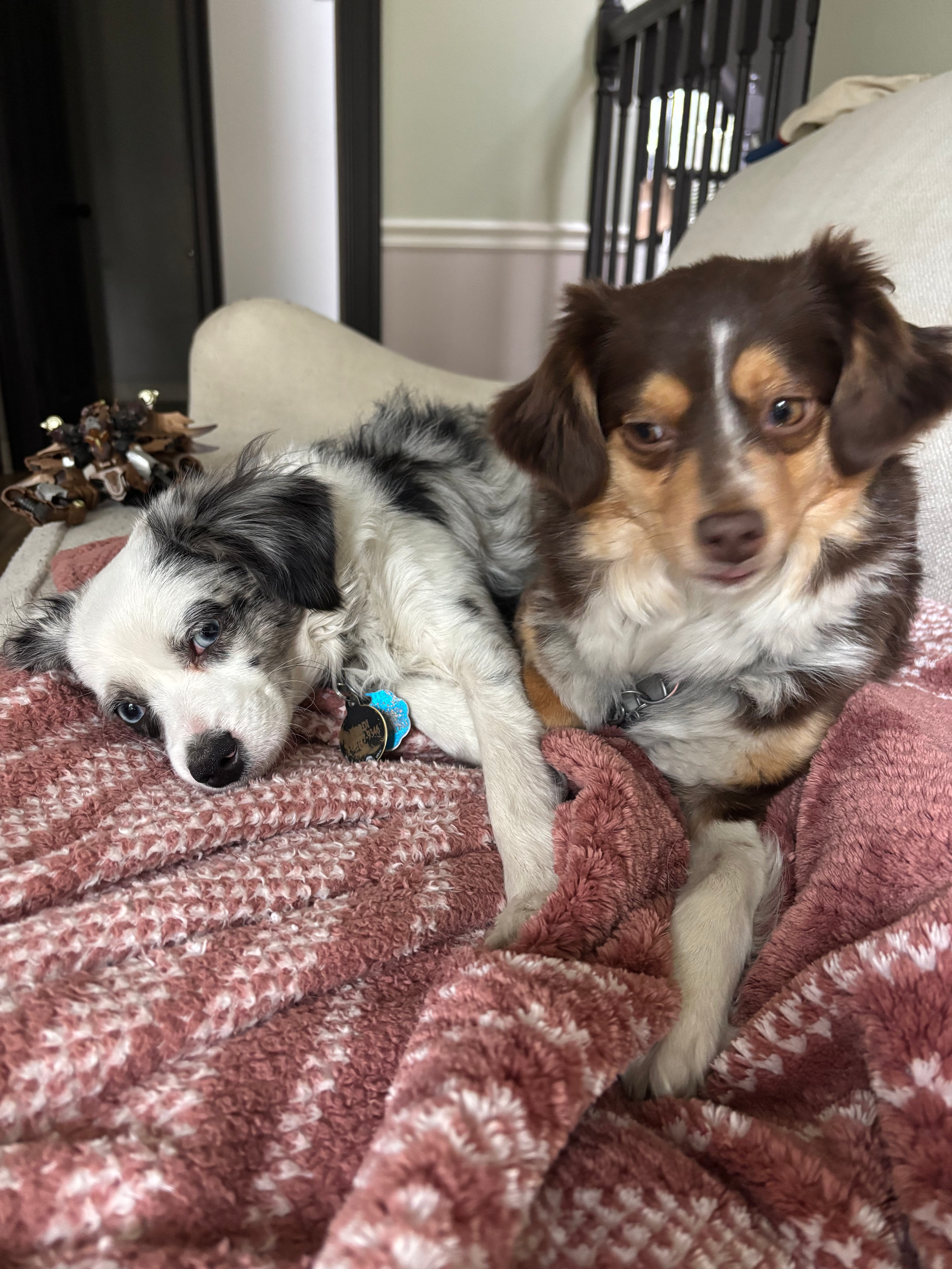 Two small dogs on a pink blanket, one blue merle, one brown and white, both looking at the camera.