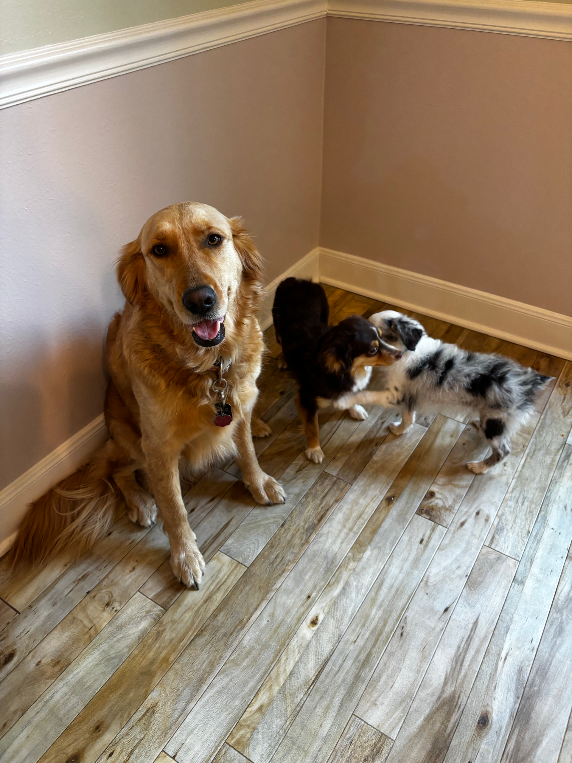A golden dog sits on a wood floor while two smaller, speckled puppies play together in the corner of a room.