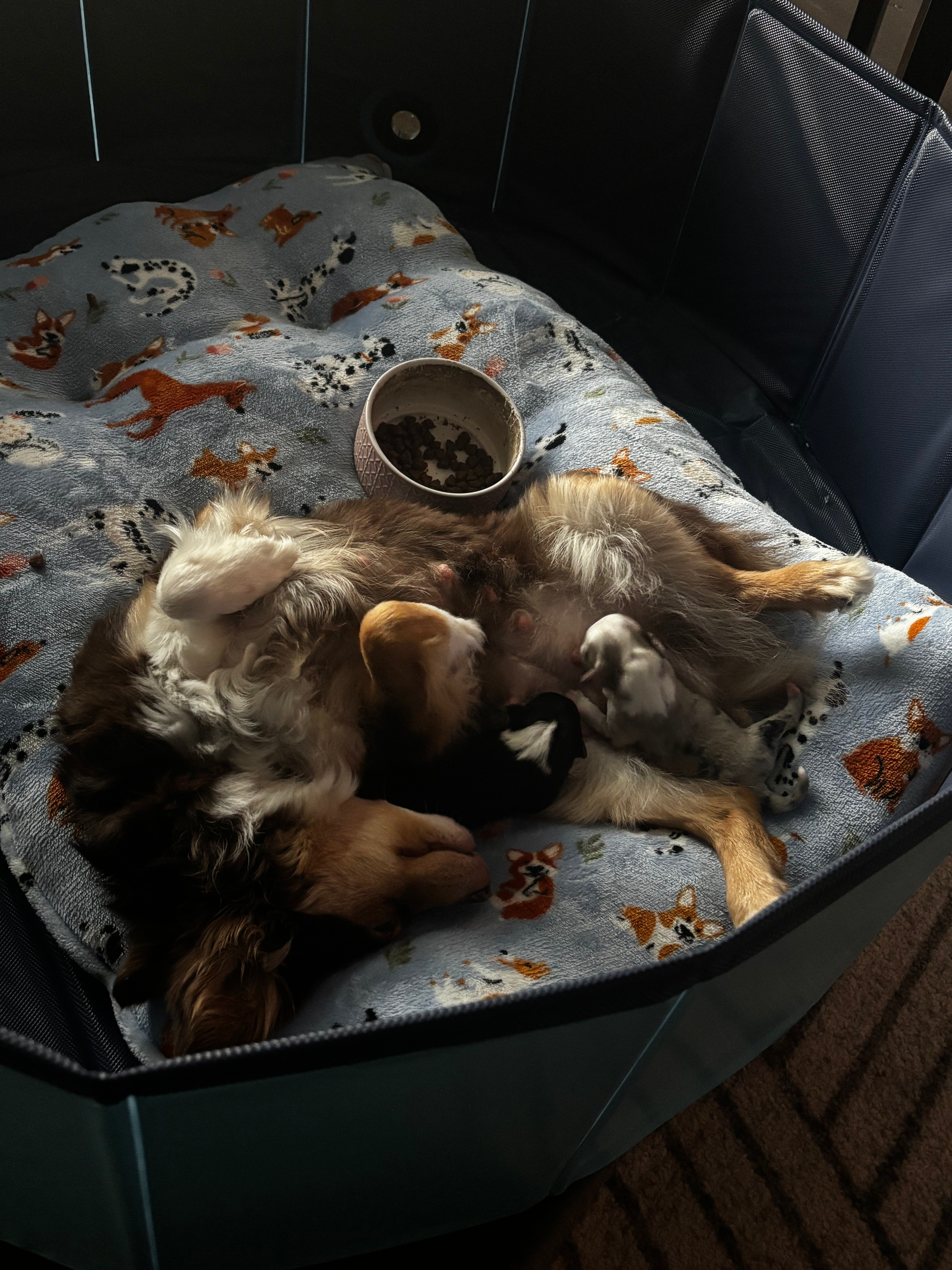 A nursing mother dog with a tri-color coat lies on her side in a playpen, curled around her small, dark puppy.