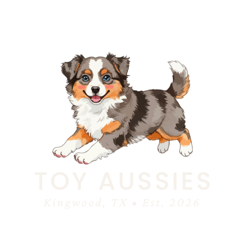 Smiling, watercolor-style Australian Shepherd puppy with tri-color fur; “Toy Aussies” logo, Kingwood, TX.