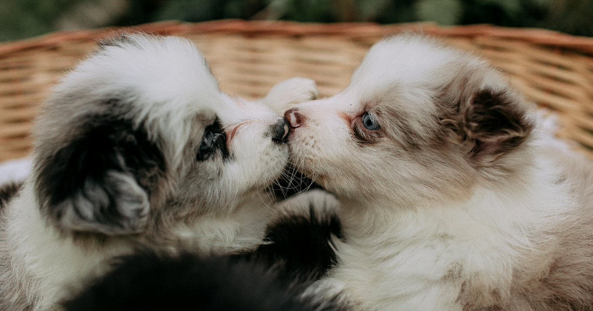 Two fluffy, light-colored puppies nuzzling each other inside a wicker basket.