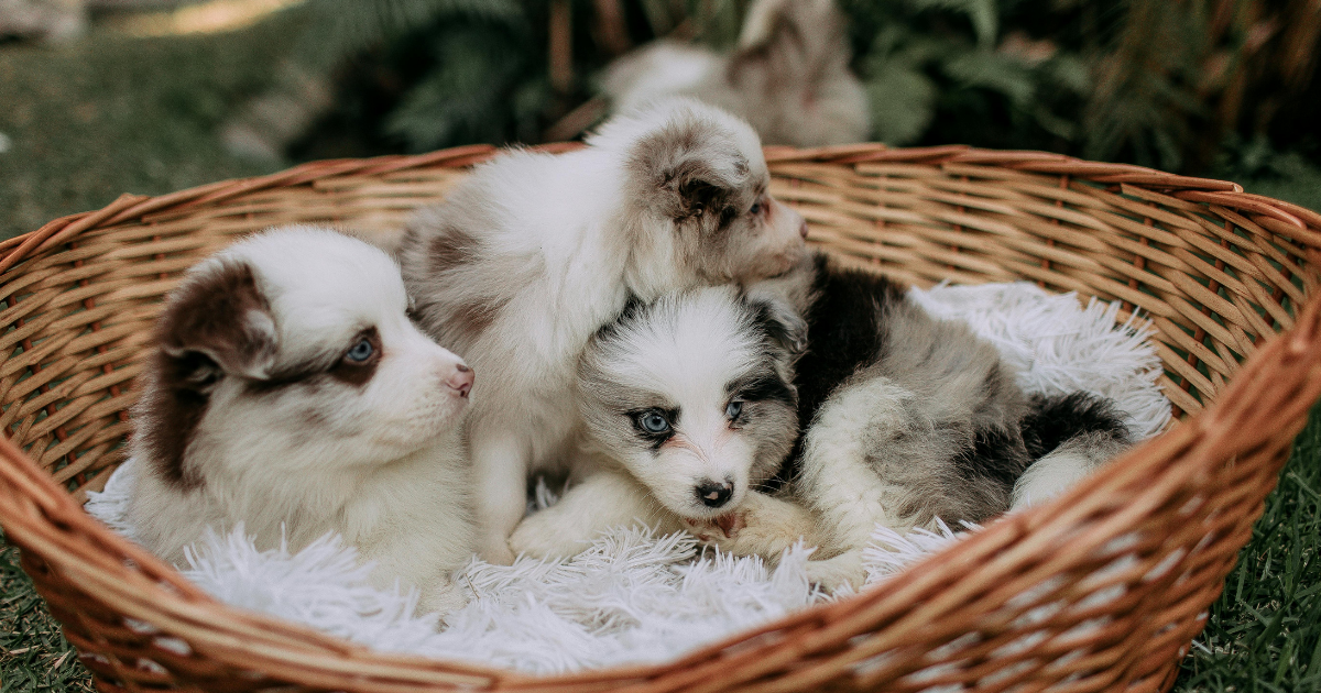 Three fluffy puppies with varied white, brown, and grey markings huddled together inside a woven wicker basket.