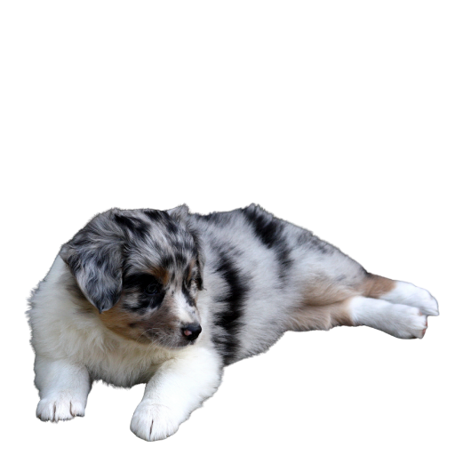 Blue merle Australian Shepherd puppy resting, looking left.