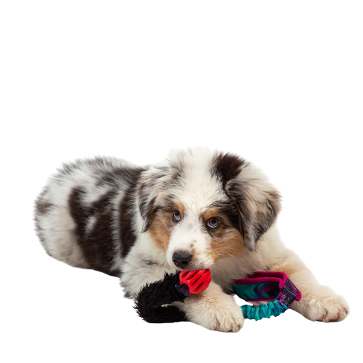 Australian Shepherd puppy, blue eyes, chews colorful dog toy.
