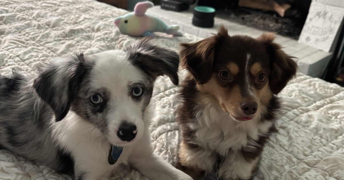 Two small dogs with fluffy coats sit on a white quilted blanket; one is blue-merle with blue eyes, the other brown and white.