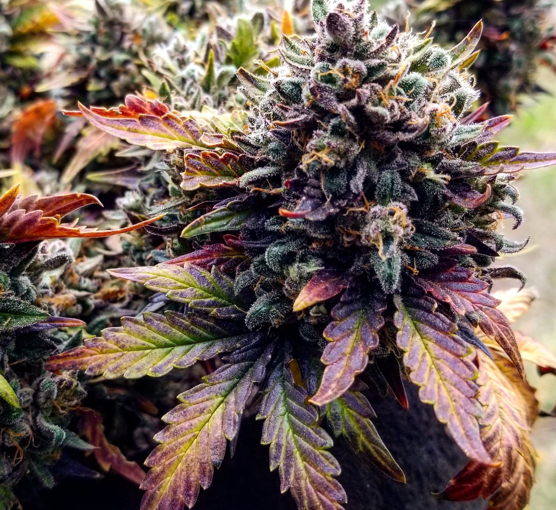 a close up of a marijuana plant with purple leaves
