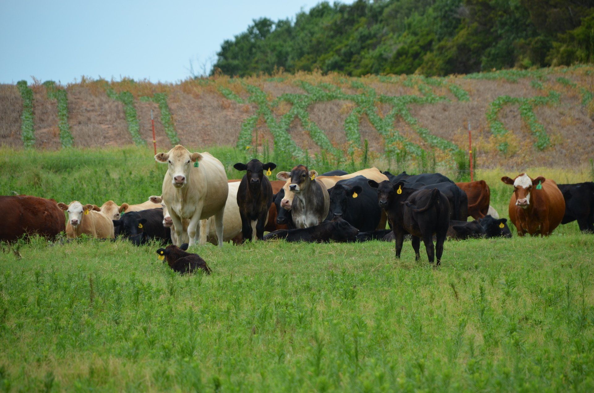 a herd of cows standing in a grassy field