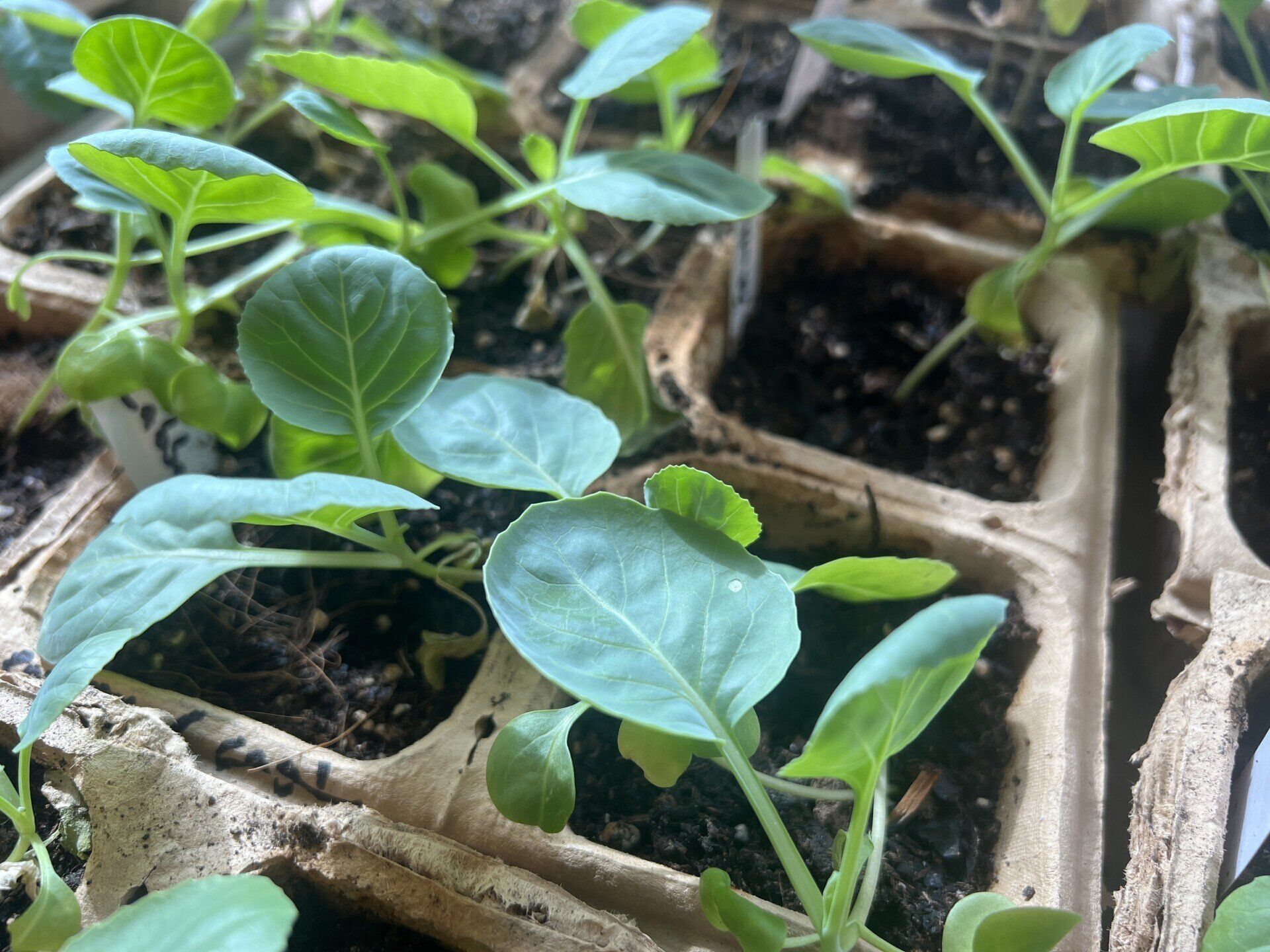 a bunch of small plants are growing in cardboard trays