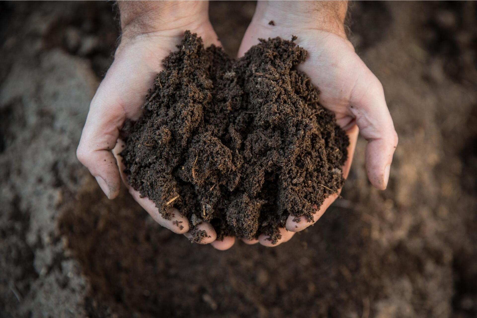 a person is holding a pile of dirt in their hands