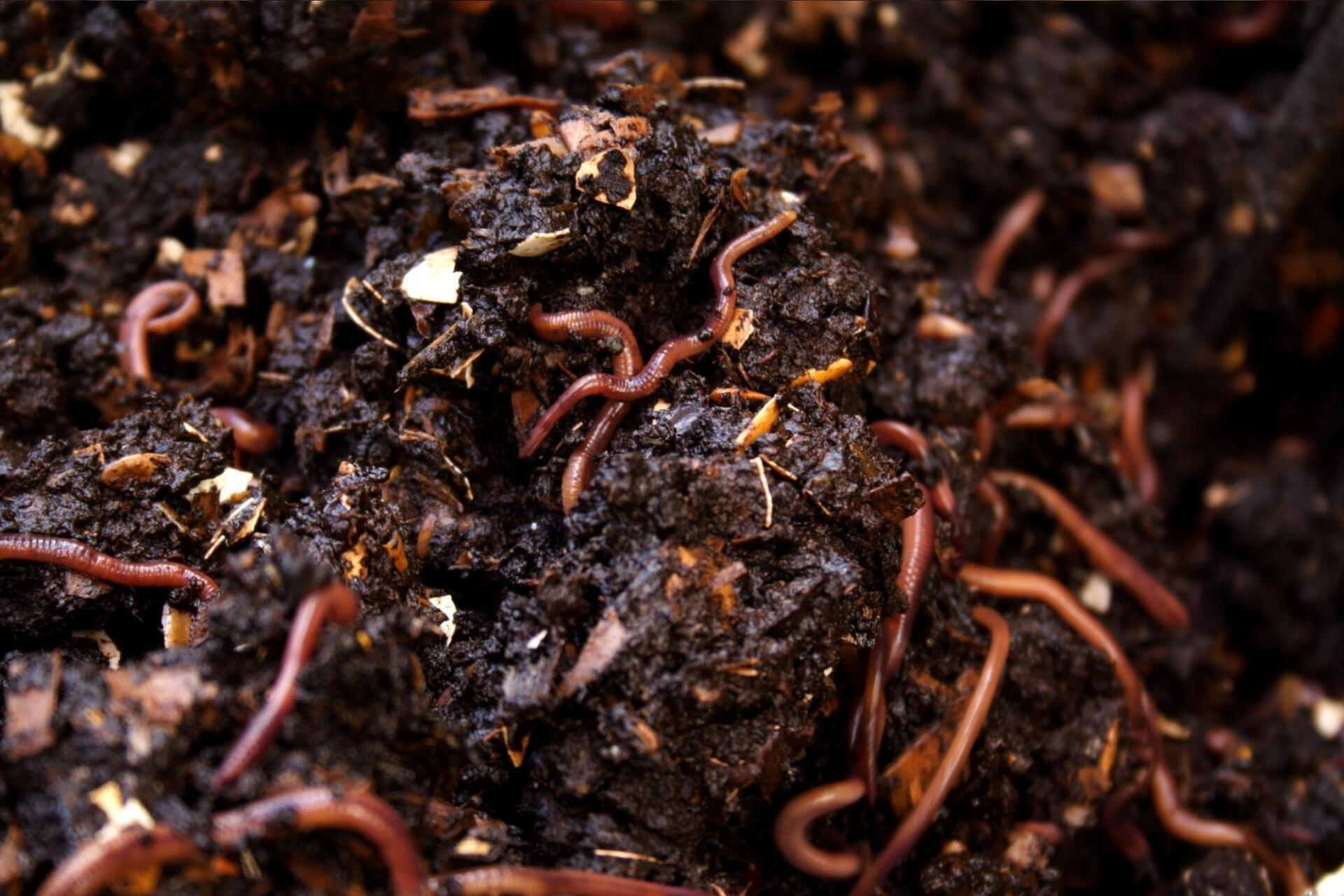 a pile of dirt with worms in it