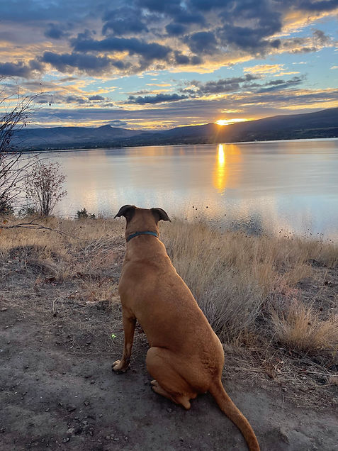 A dog is sitting on the shore of a lake looking at the sunset.