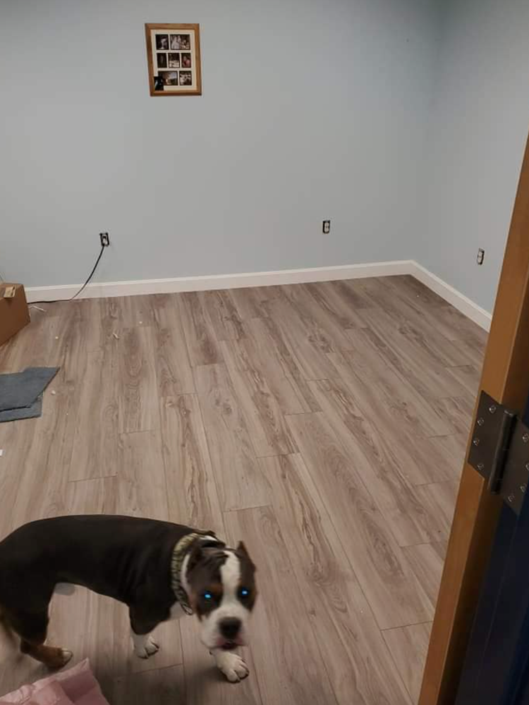 A dog with blue eyes in a room with light blue walls and wood-look flooring. A framed photo hangs on the wall.