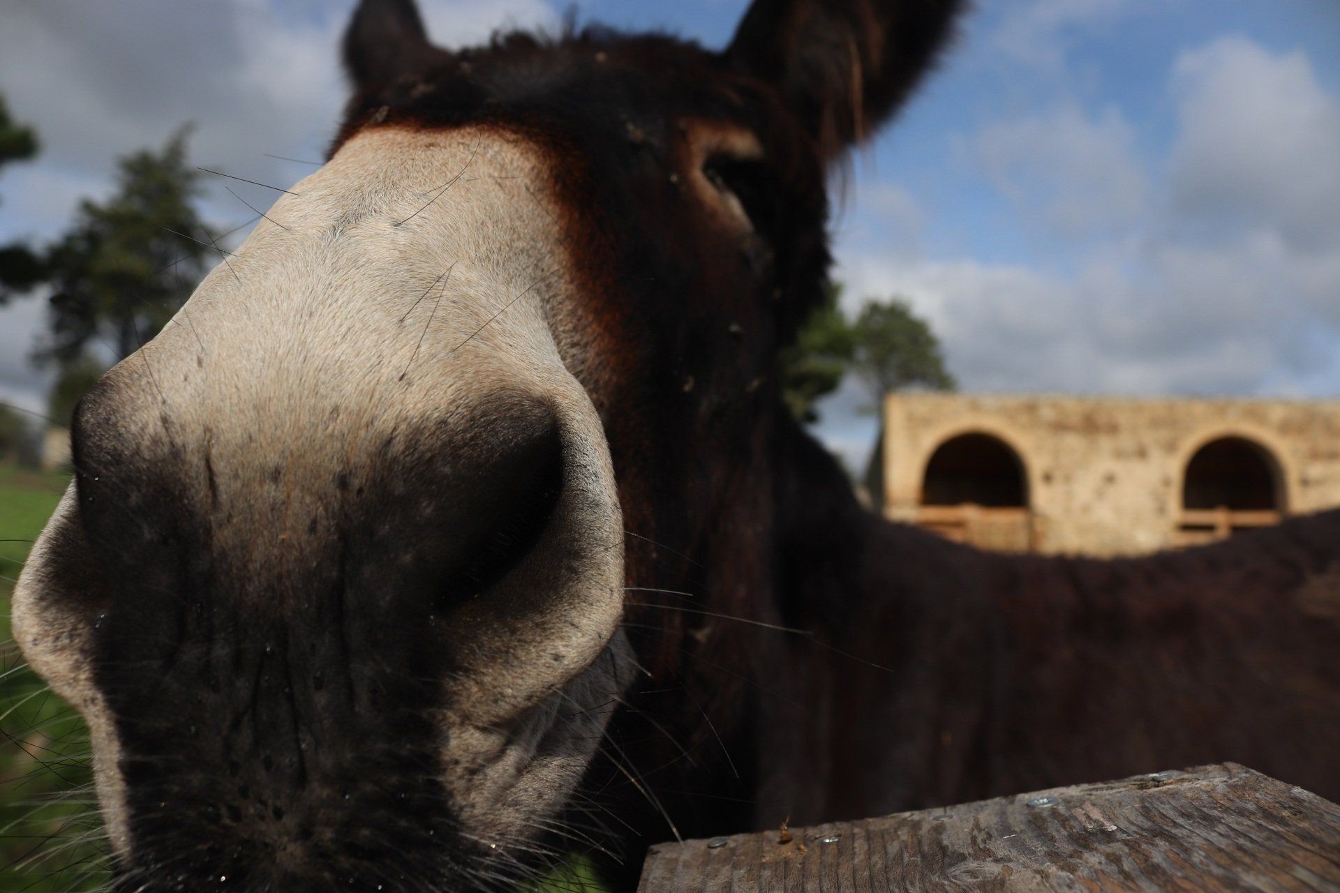Masseria pugliese con asino