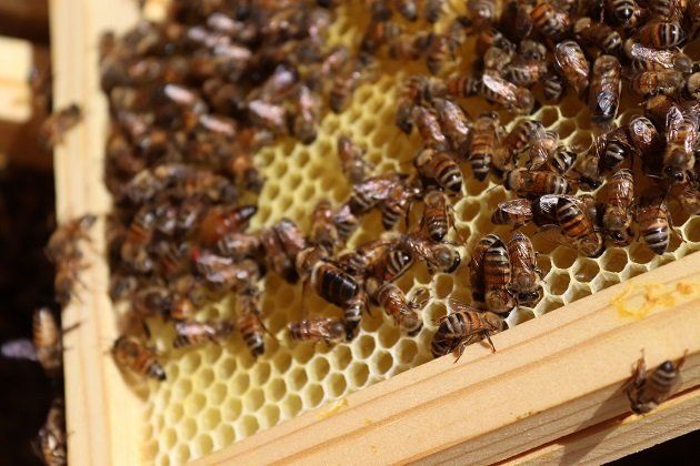 Laboratorio masseria didattica api Puglia