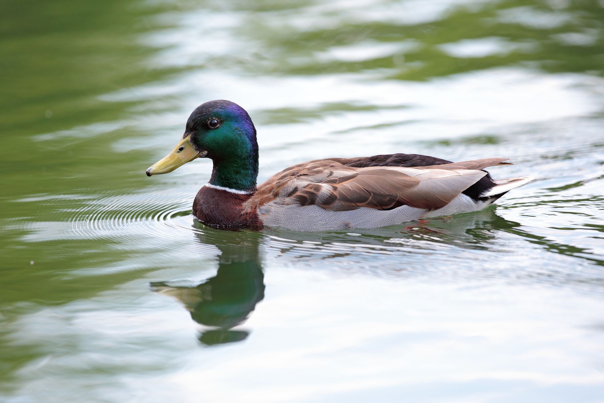 A mallard duck is swimming in a lake.