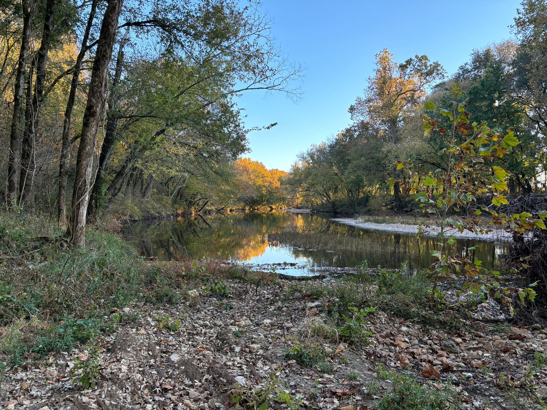 A river surrounded by trees and leaves on a sunny day.