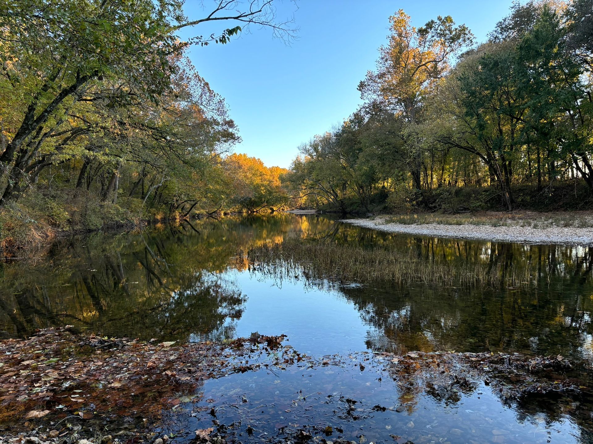 A river surrounded by trees on a sunny day