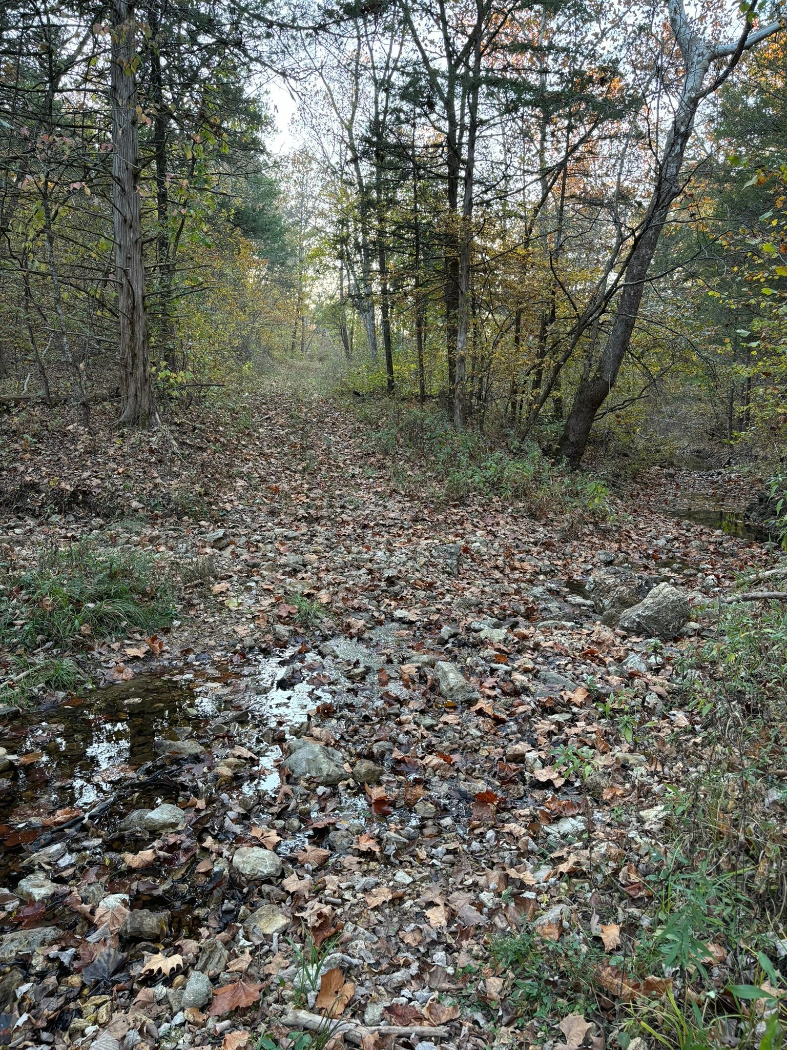 A path in the woods covered in leaves and rocks.