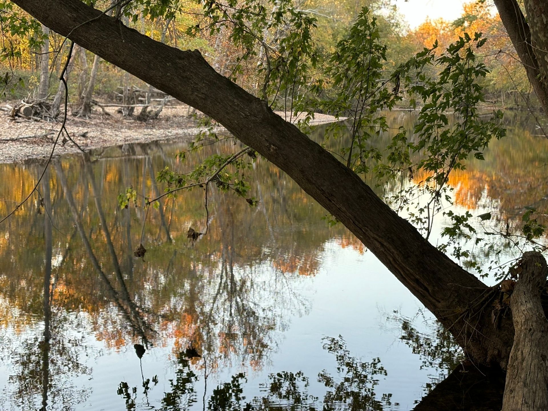 A tree branch is hanging over a body of water