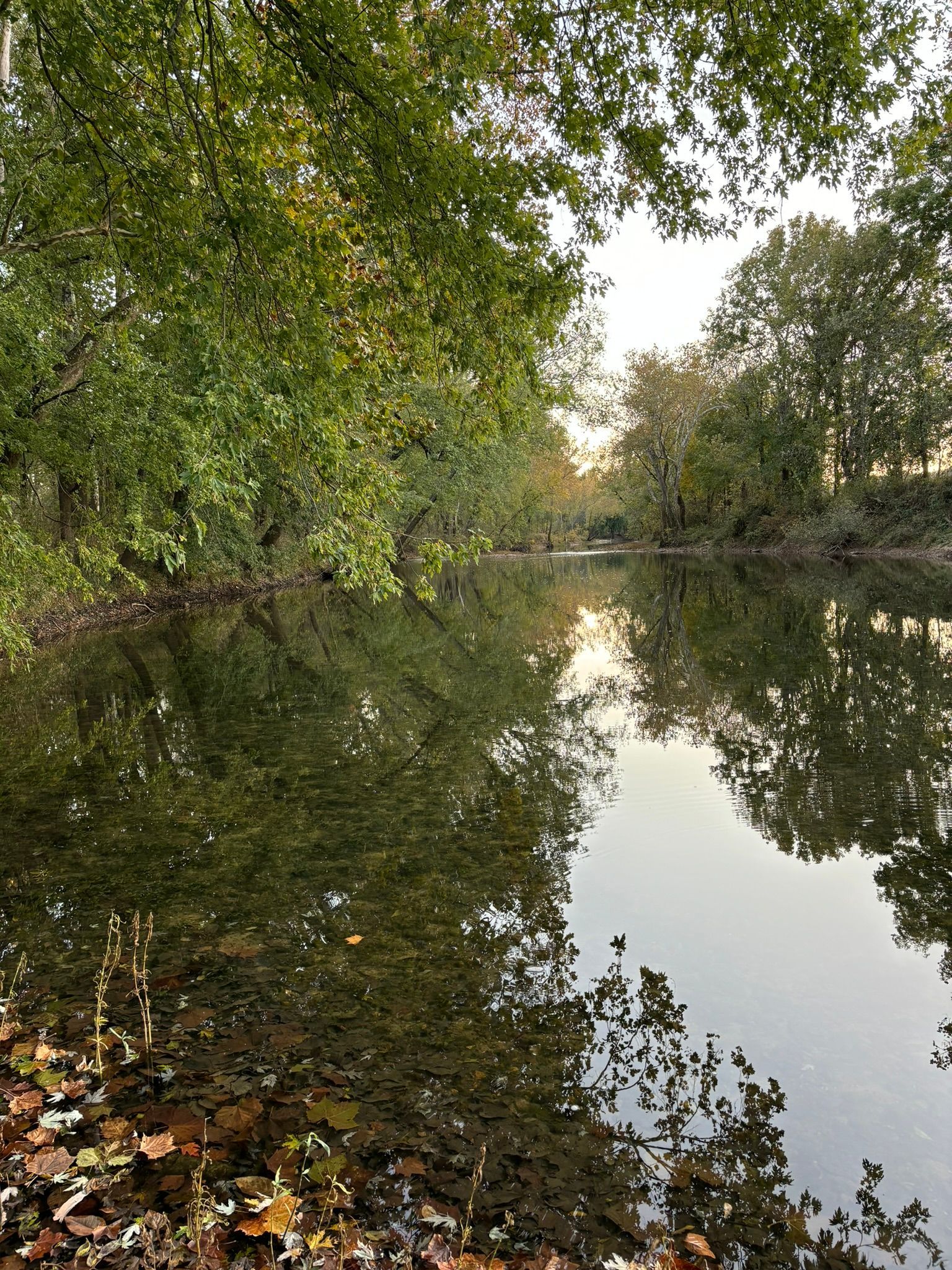 A river surrounded by trees and leaves is reflected in the water.