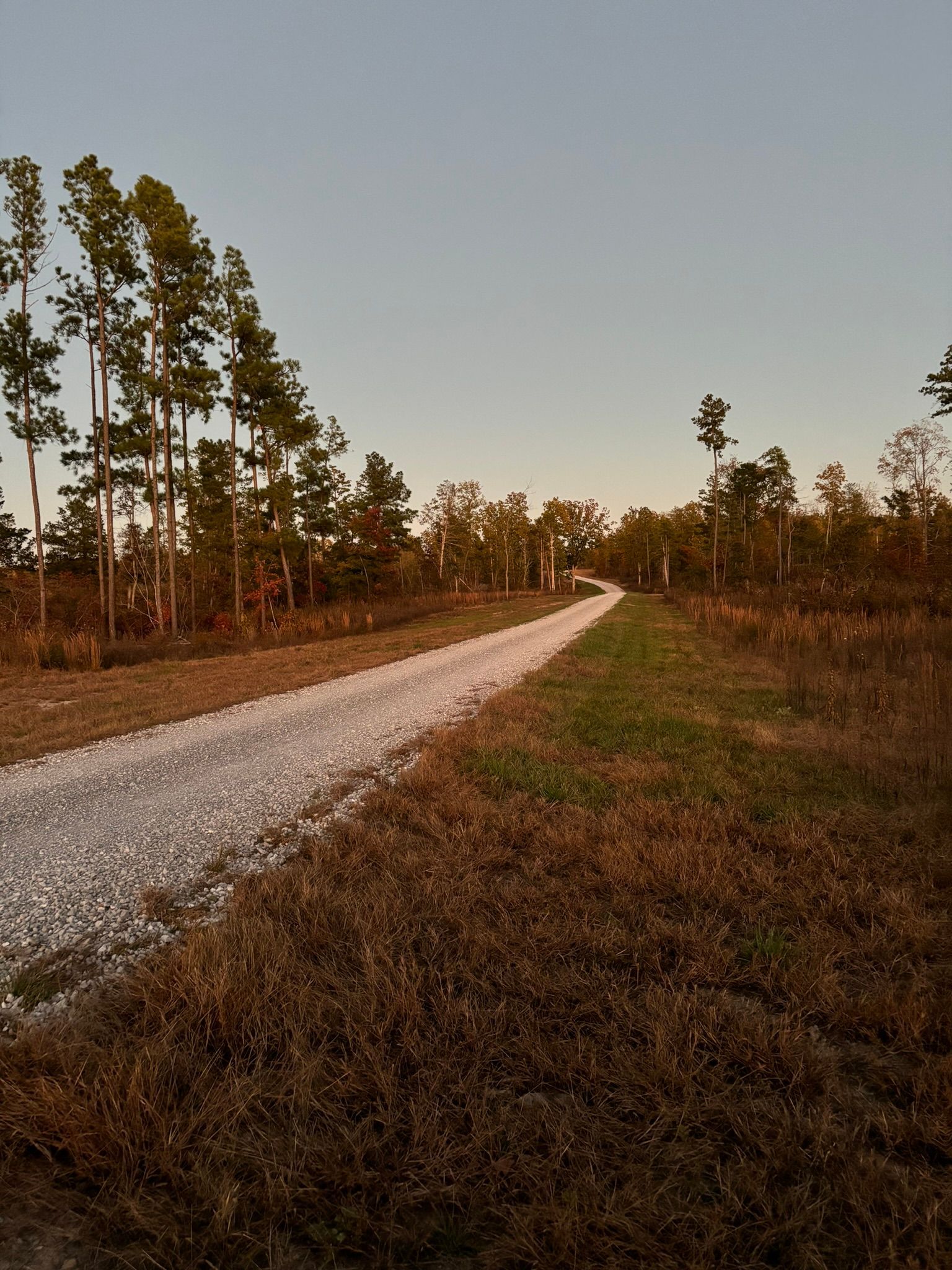 A dirt road going through a field with trees on both sides
