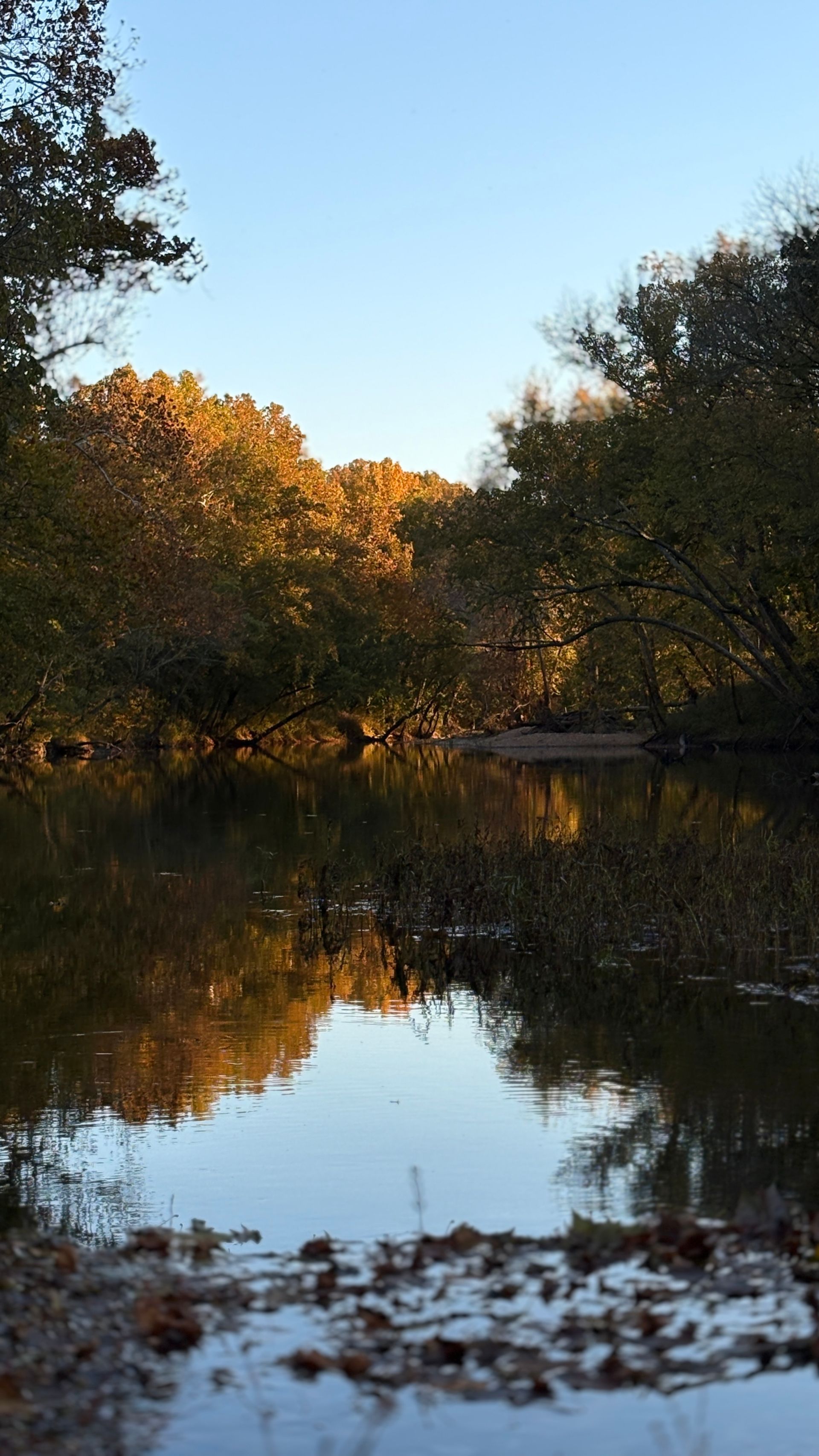 A river surrounded by trees on a sunny day with a blue sky in the background.