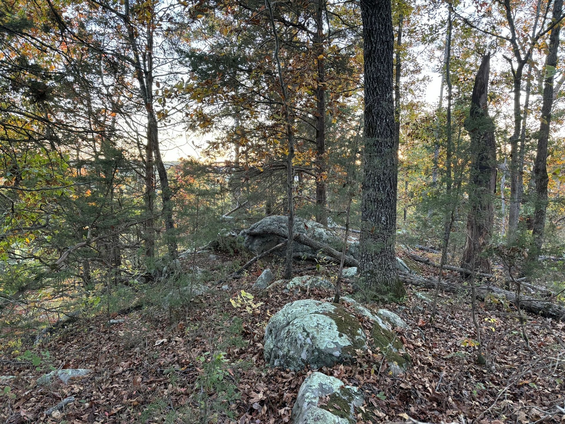 A rock in the middle of a forest surrounded by trees and leaves.