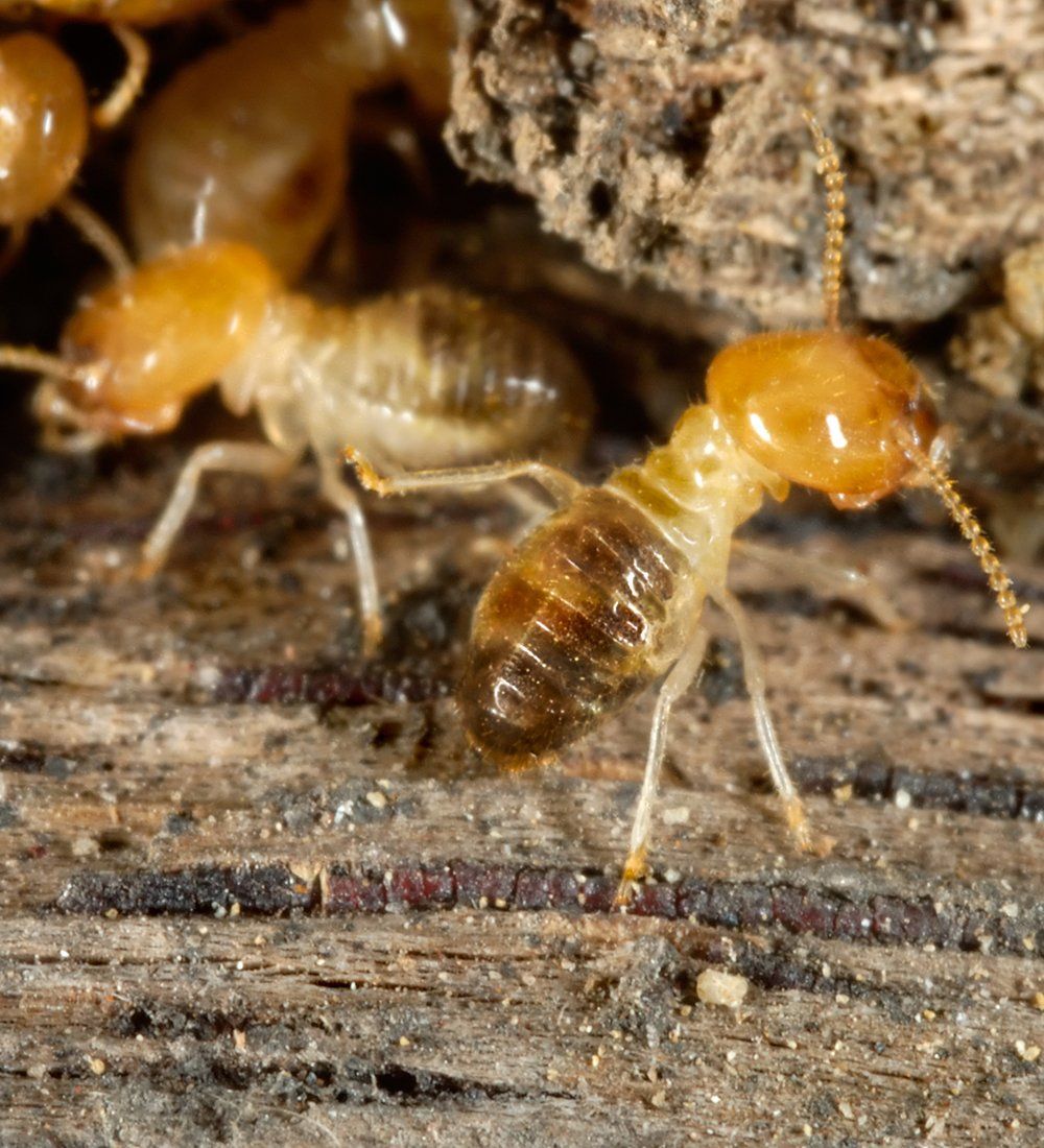 Termites — Memphis, TN — Tri-State Exterminating Inc