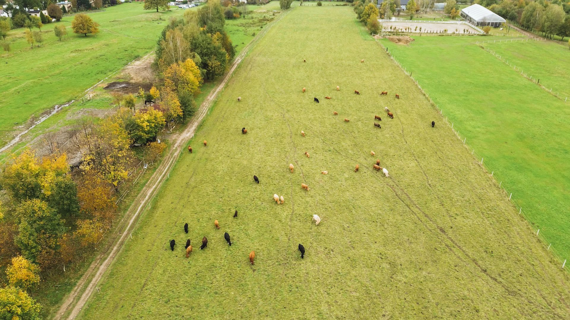 Ganado pastando en un gran campo verde bordeado de árboles con follaje otoñal.