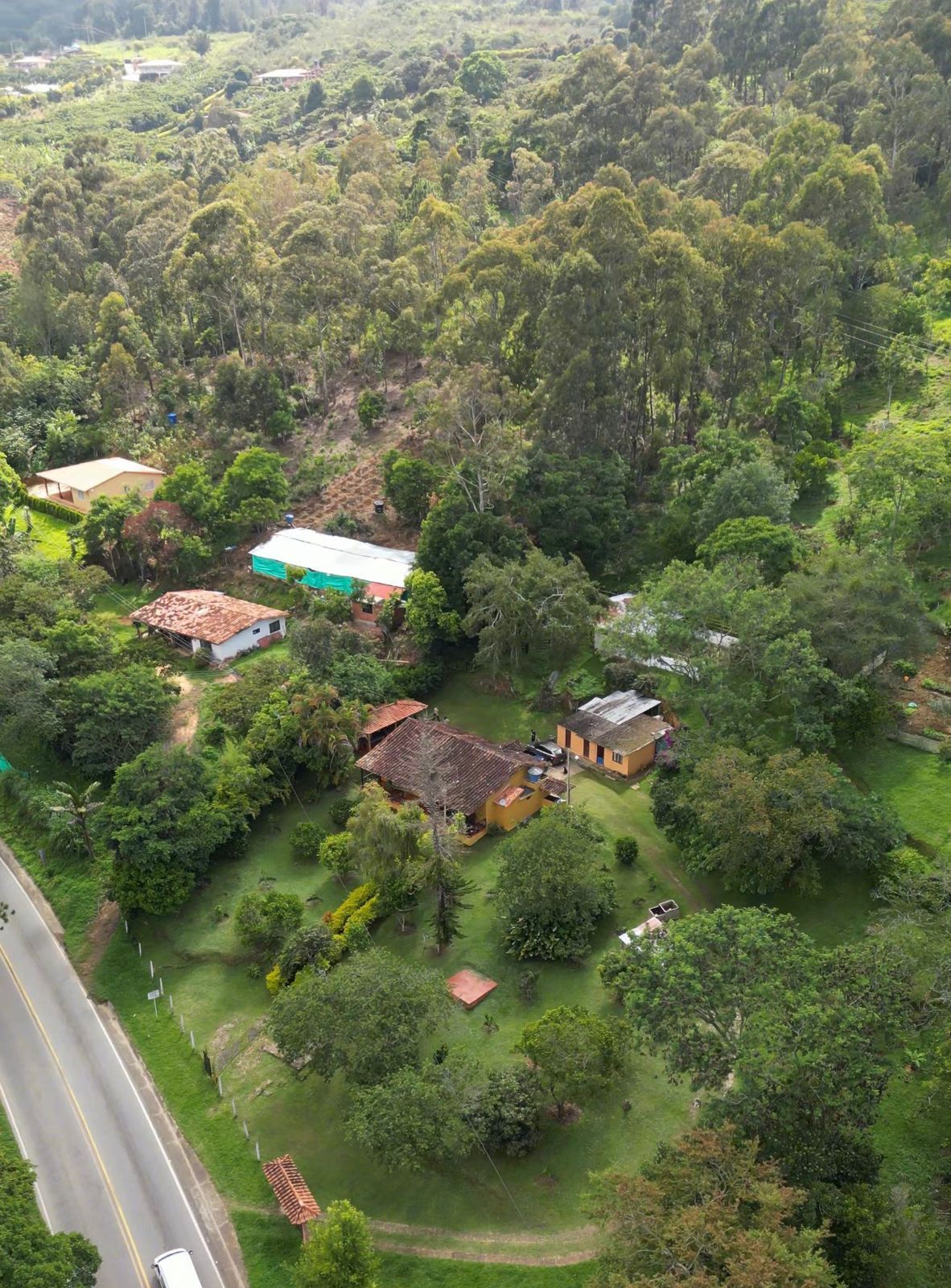 Ganado pastando en un gran campo verde bordeado de árboles con follaje otoñal.