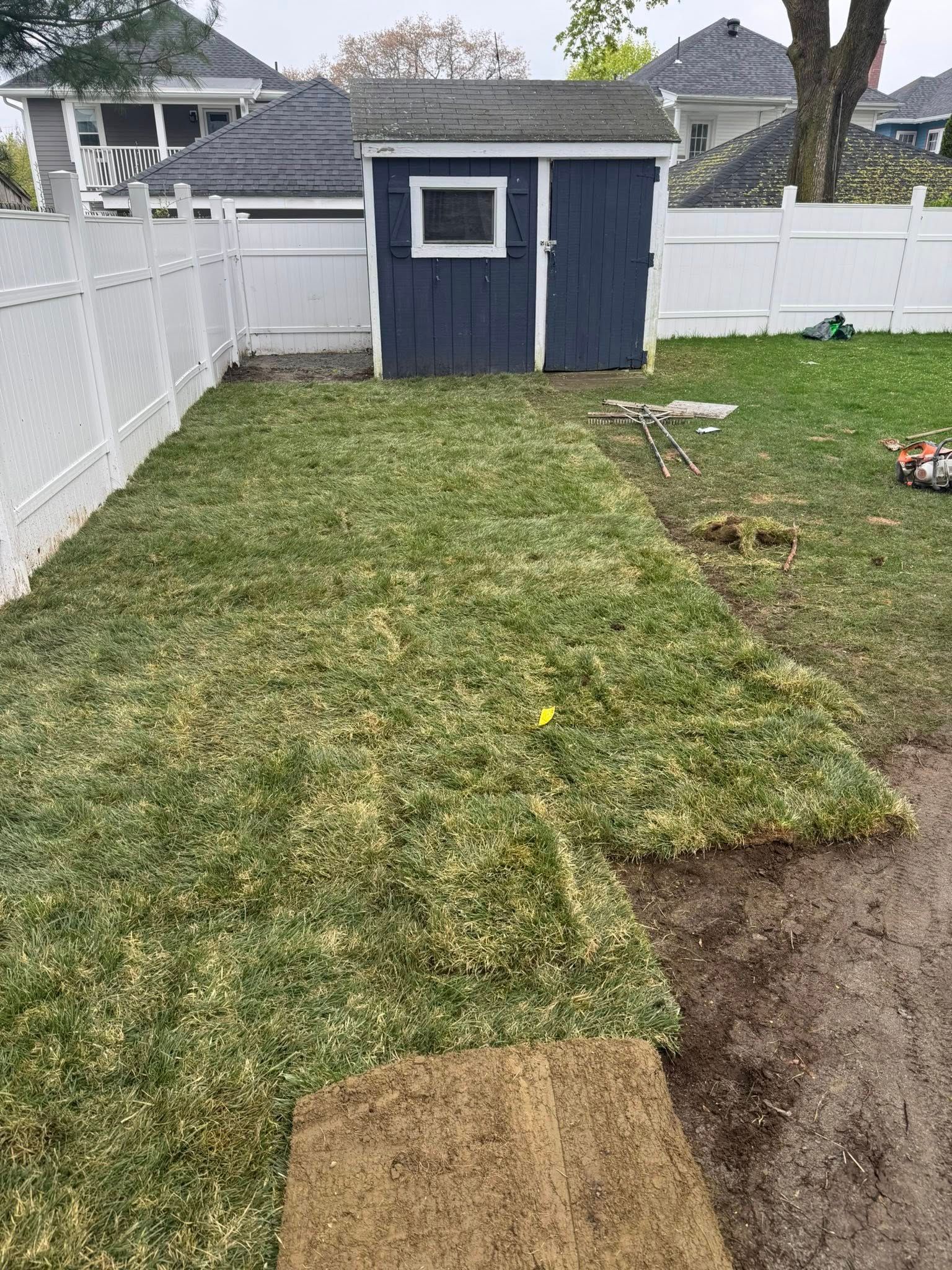 Backyard with new sod installation; blue shed and white fence in background.
