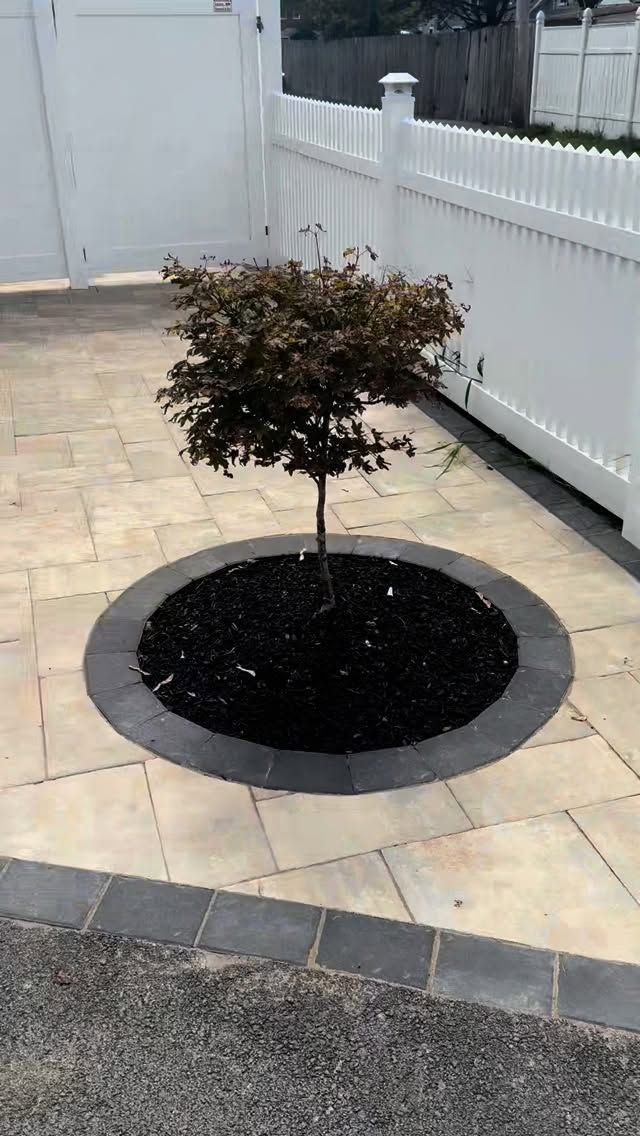A small tree in a mulch-filled circular bed, surrounded by light-colored paving stones.