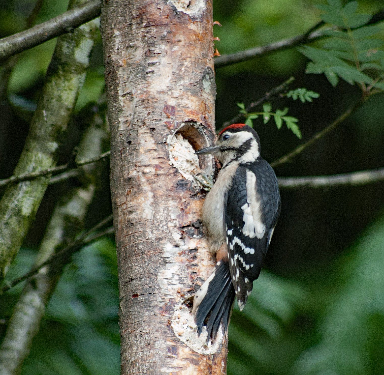 Great spotted woodpecker from our viewing window