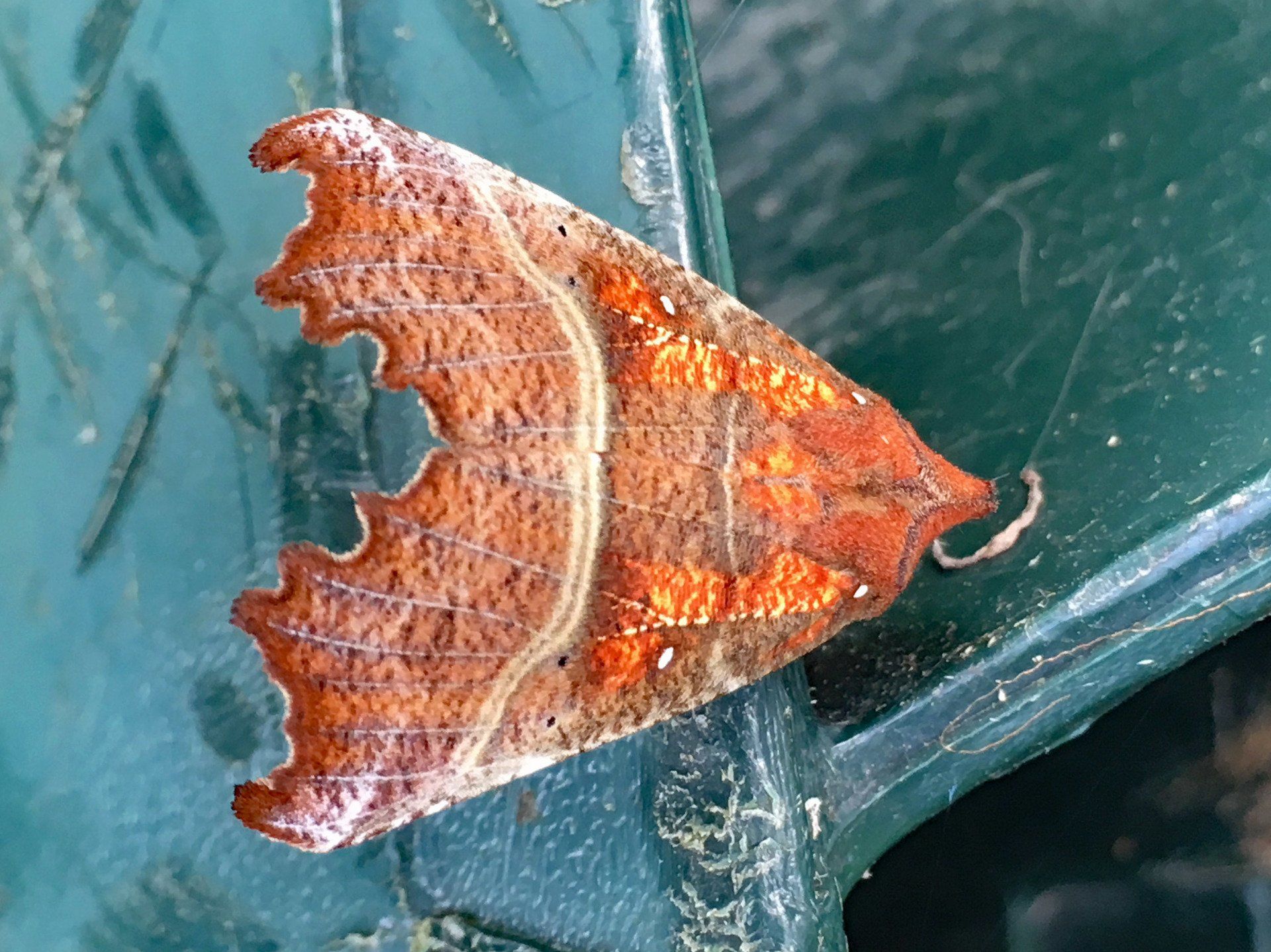 One of Argyll's beautiful moths