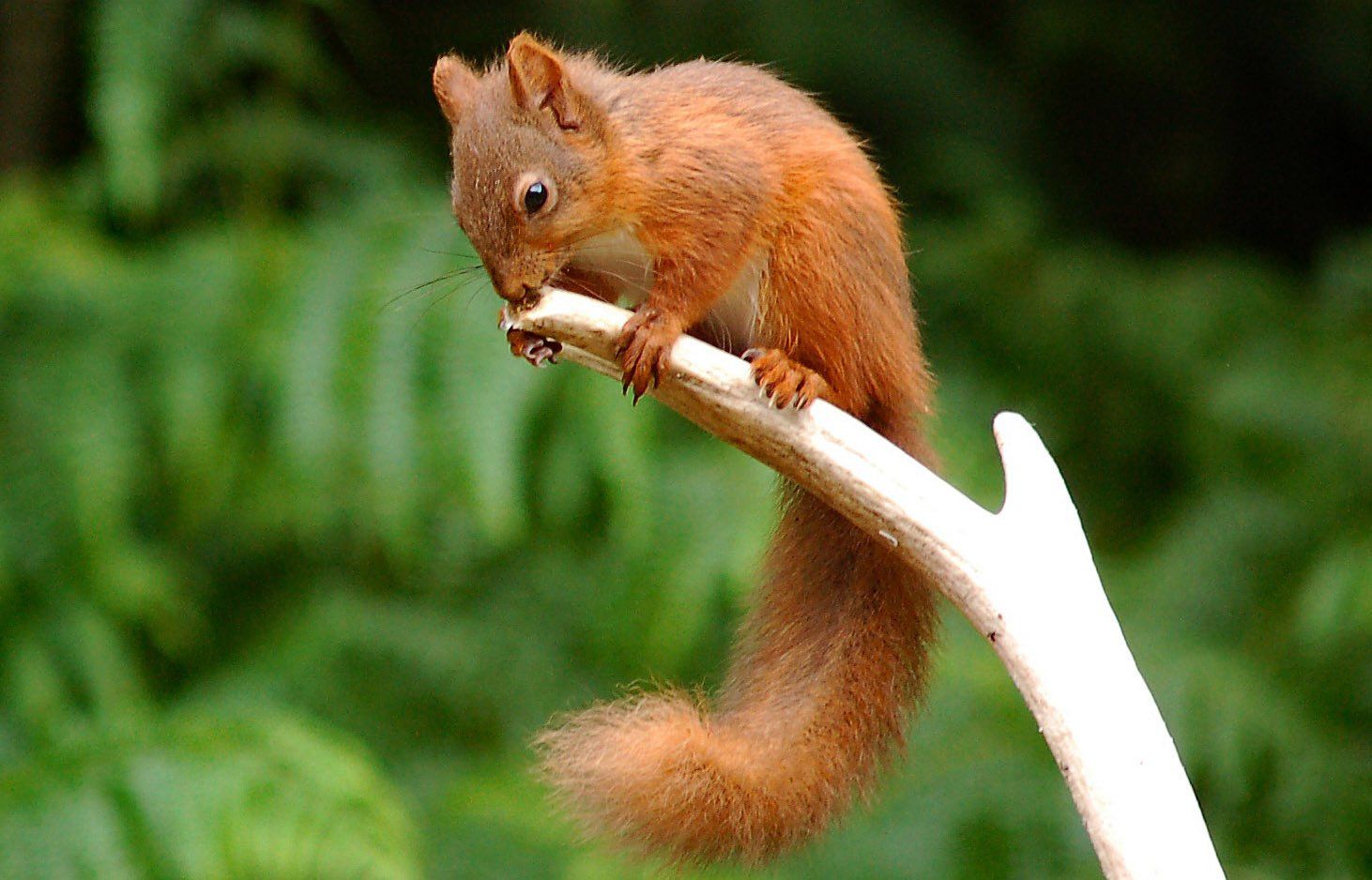 Red squirrel iconic Argyll wildlife