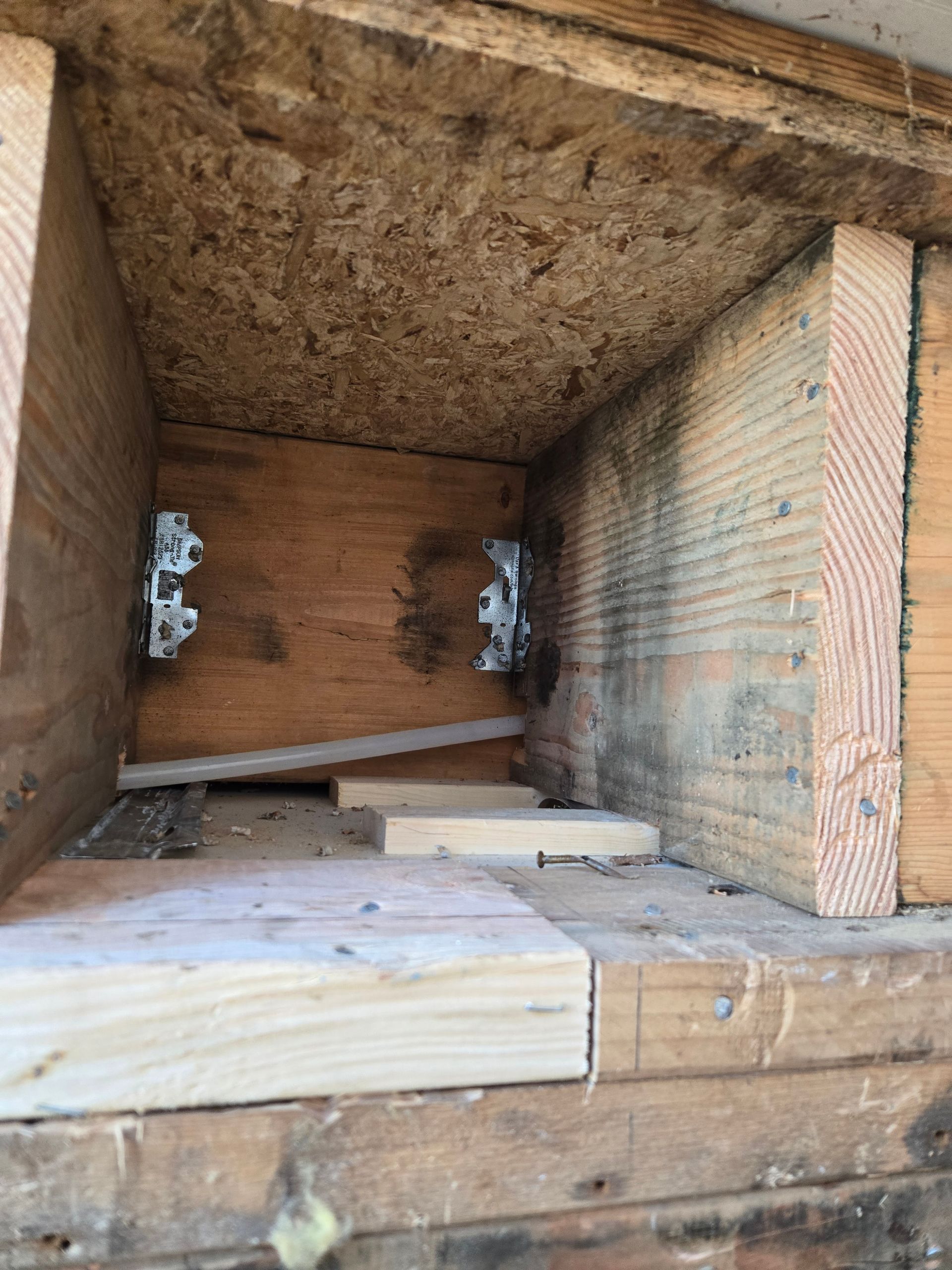 Interior of a wooden birdhouse with two small chicks tucked in the back corners