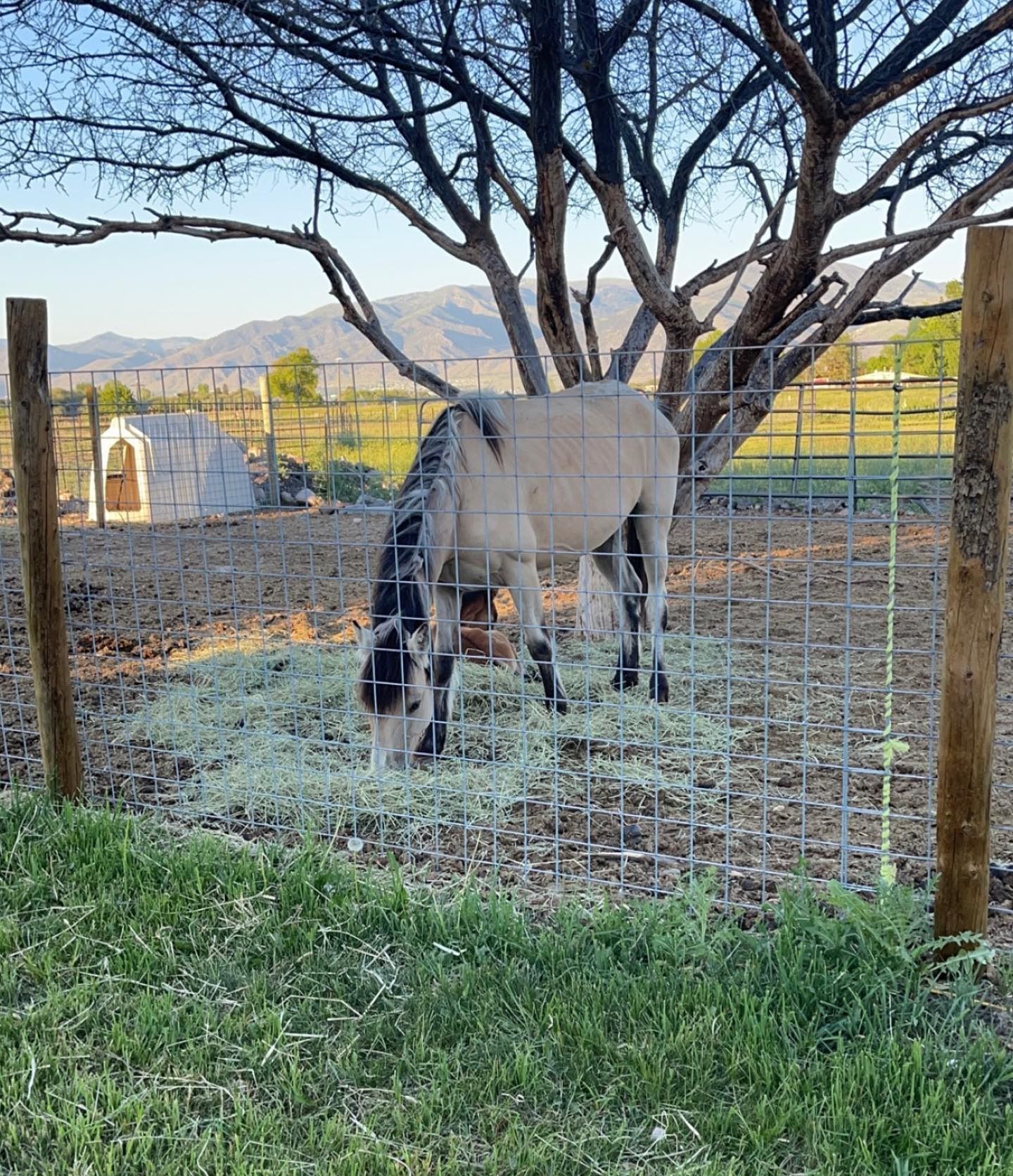 A horse is eating hay in a pen behind a fence.
