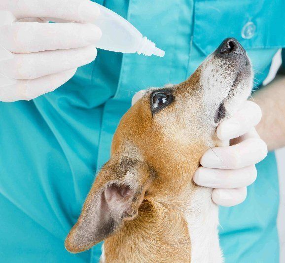 A brown and white dog is being examined by a veterinarian
