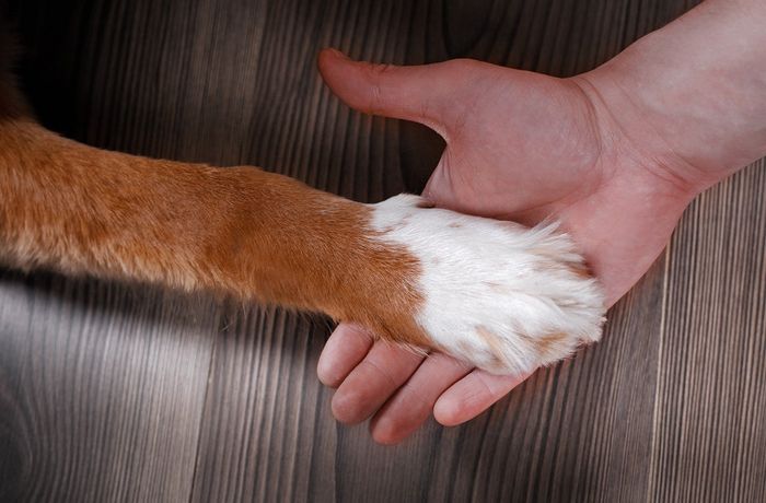 man holding dog's paw