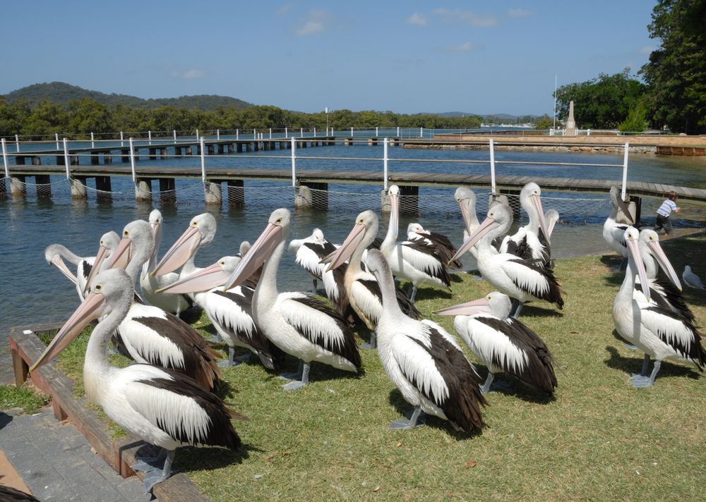 A Flock of Pelicans Standing on the Grass Near a Body of Water
