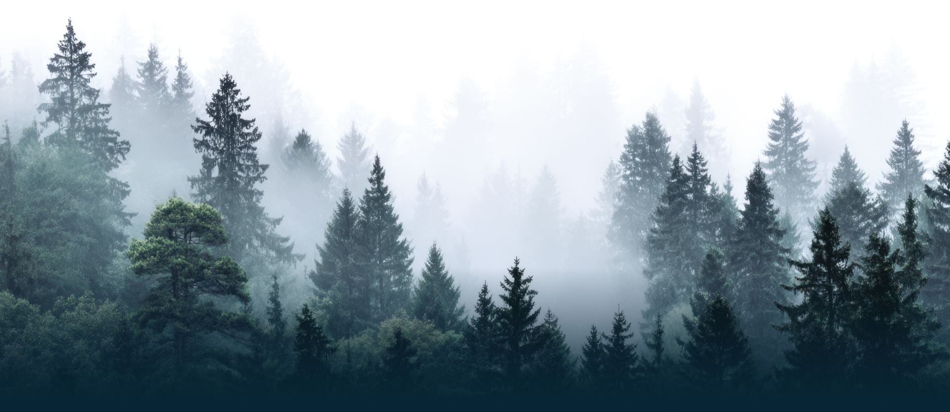 Trees | Buck & Doe Auto