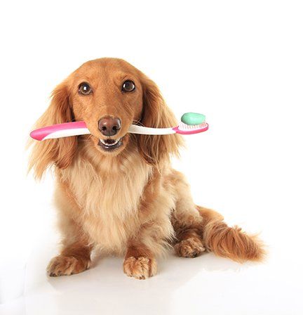 Learn how to prevent dental disease in your pets.