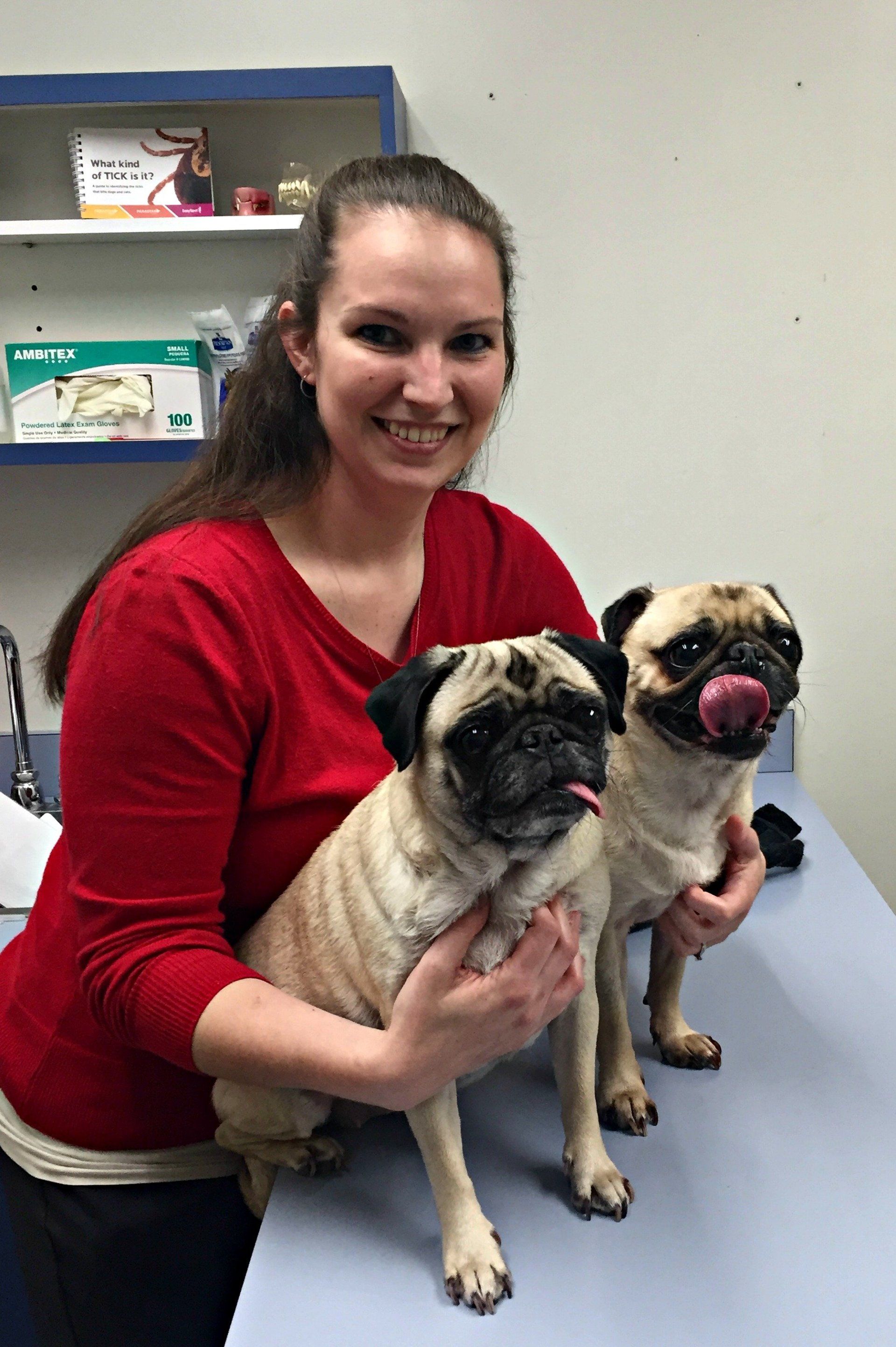 Wellness exams & preventative care at Albion Animal Clinic