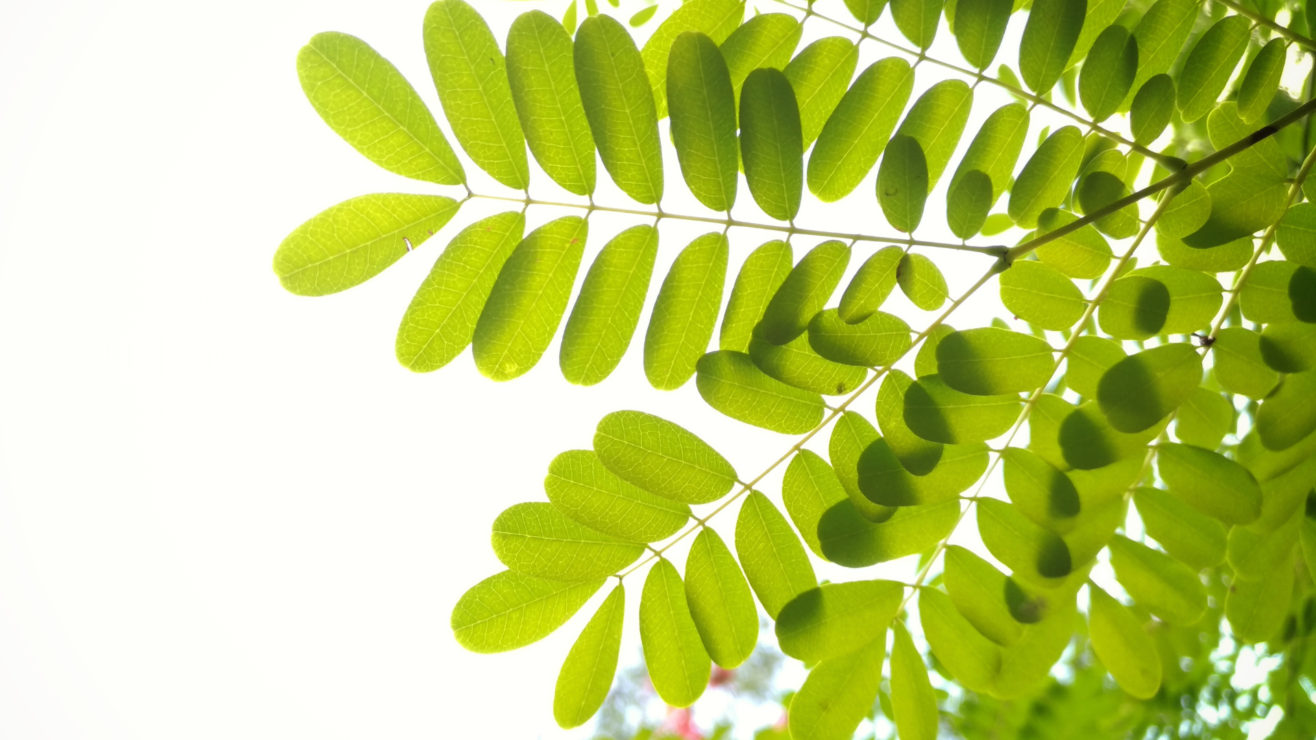 a close up of a tree branch with green leaves on a white background