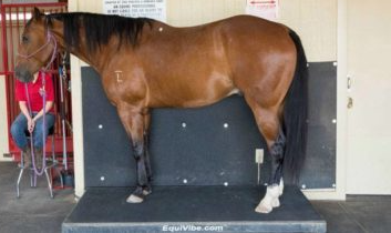 Healing Hooves & Paws LLC