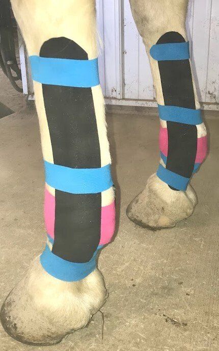 Healing Hooves & Paws LLC