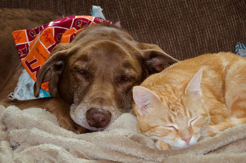 A dog and a cat are sleeping next to each other on a blanket.