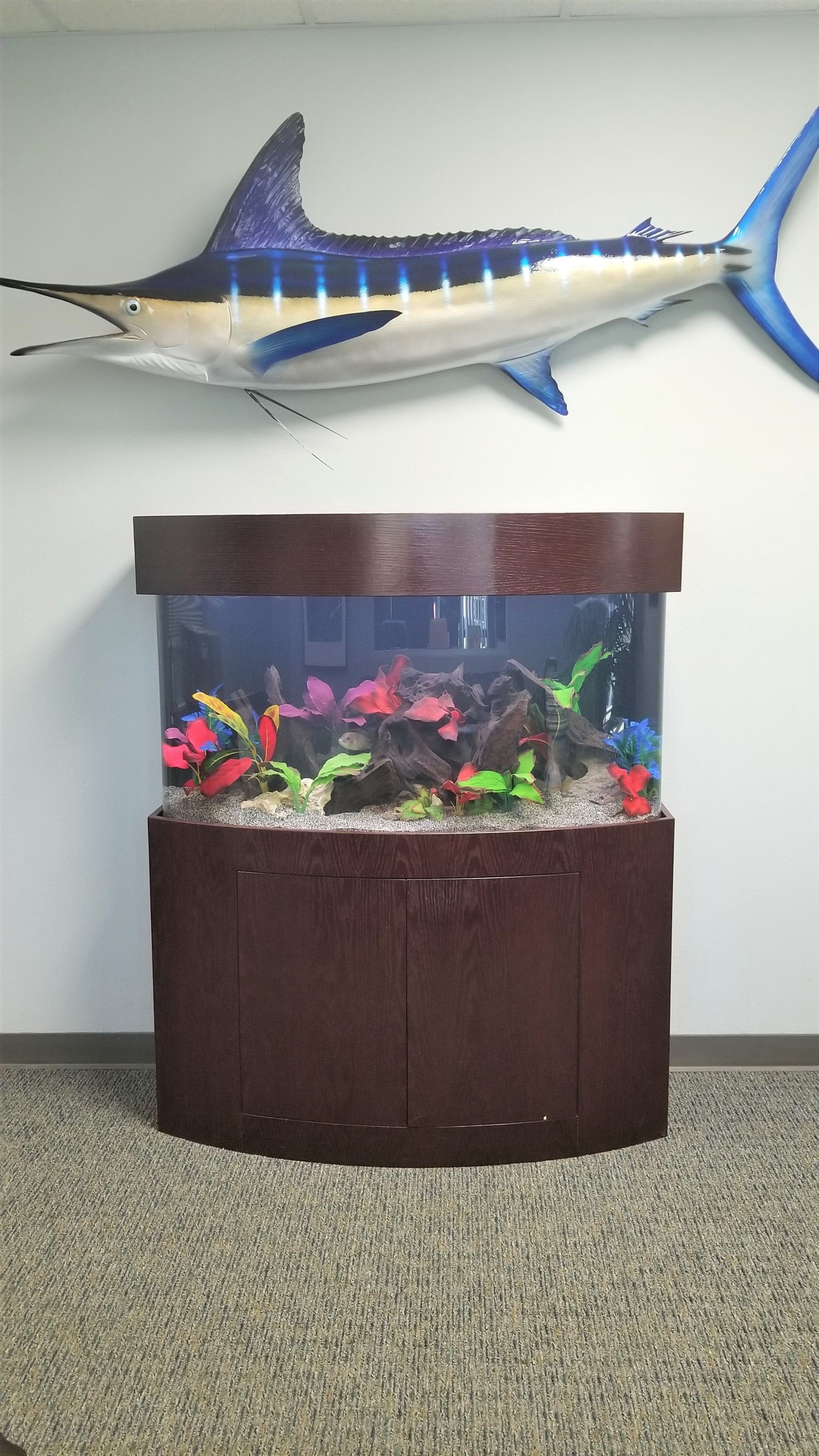 75 Gallon Freshwater Bow-Front — Carlsbad, CA — Aquaman Aquarium Services